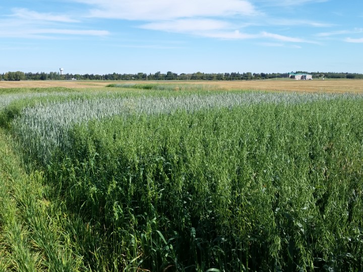 Forage