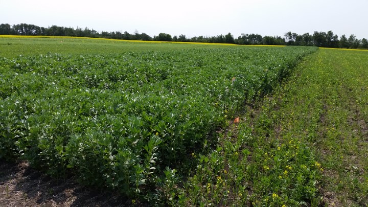 2017FabaBeans