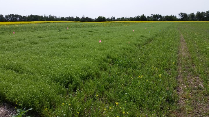 2017Lentil