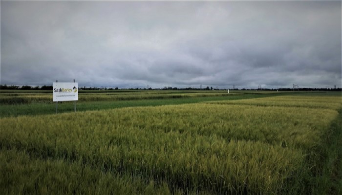 2018barley