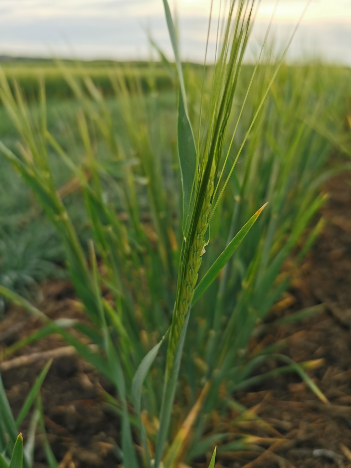 2020barley