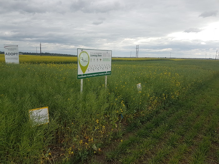 4Rcanola19