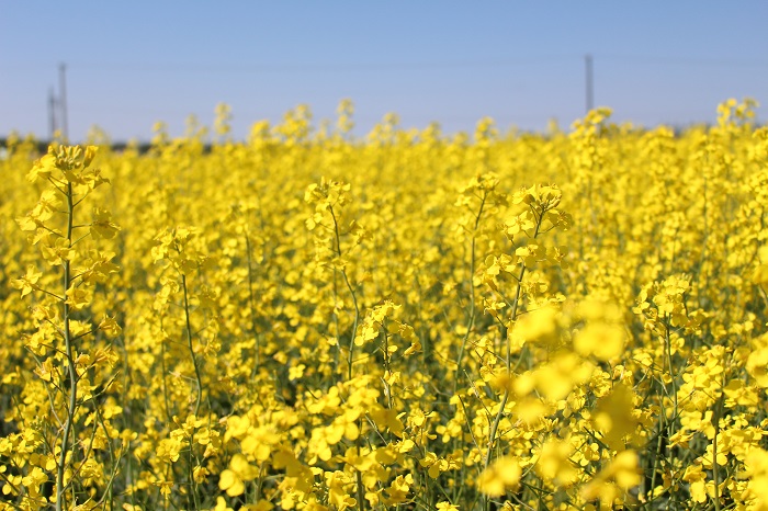 2017canola