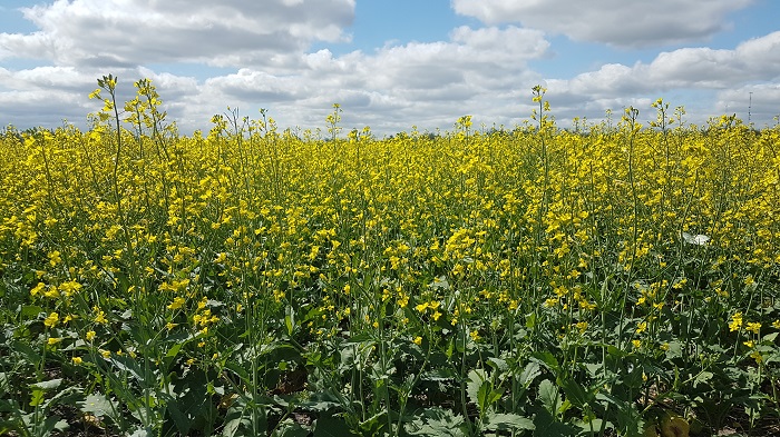canola2021