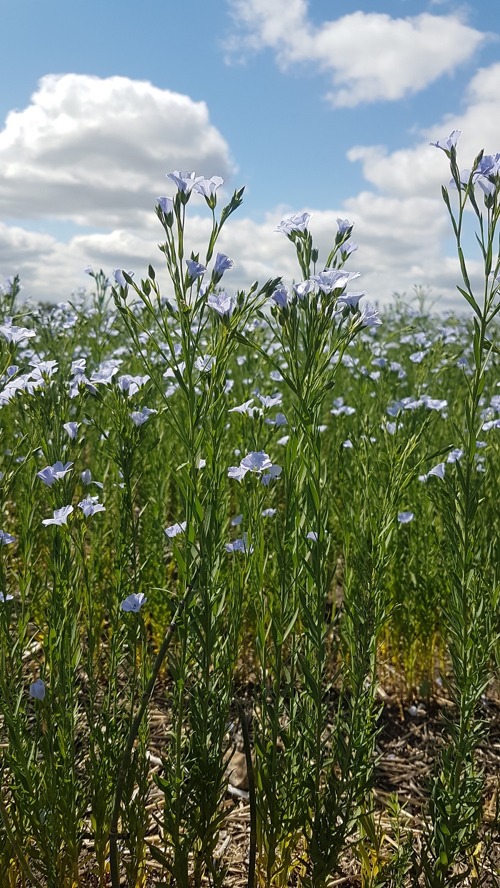 flax2021.2