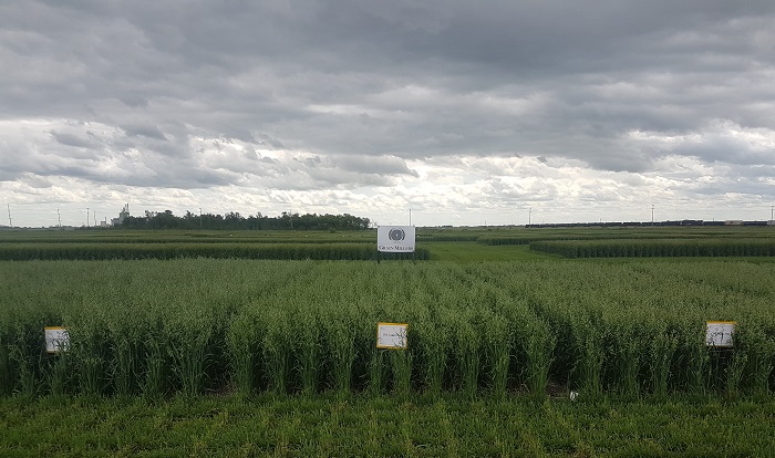 grainmillersoats19