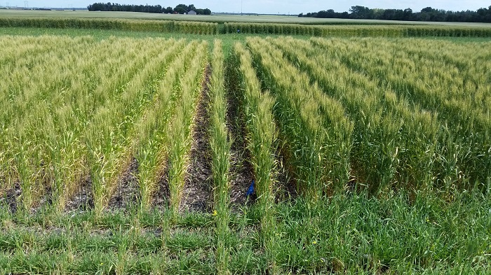 nitrogenwheat