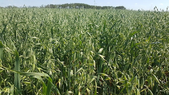 oat2021