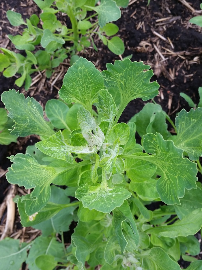 quinoa