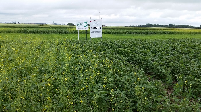 soybeancanola