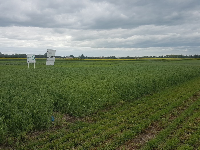 spgpeas19
