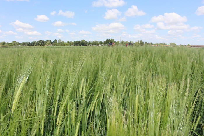 wheat
