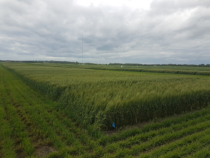 wheatmanagement19